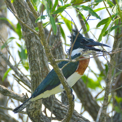 Ringed Kingfisher